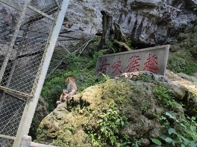 金刀峽古俠猴趣